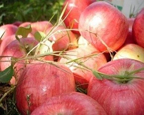 Яблочный спас.jpg