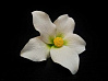 картинка Цветы из мастики - "Цветок лилии", Белый (11932*G/p) 