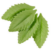 картинка Вафельные листья "Лист розы", св.зеленый, 25шт. 