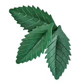 картинка Вафельные листья "Лист розы", тёмн.зеленый, 25шт. 