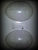 картинка Форма для отливки шоколадных фигурок - "Гладкое яйцо" (SM 3000) 