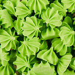 картинка Фигурки сахарные "Мини-безе" рифленые, зеленые, 10-15мм., 50гр. 